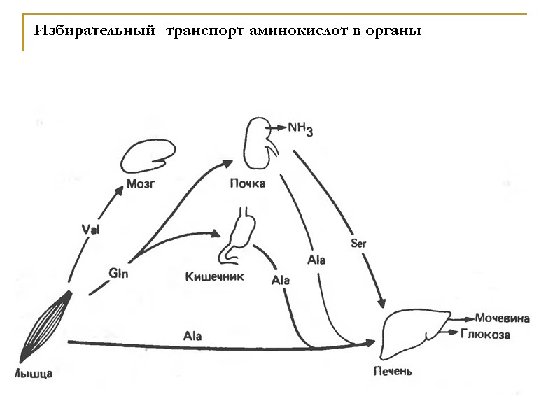 Избирательный  транспорт аминокислот в органы